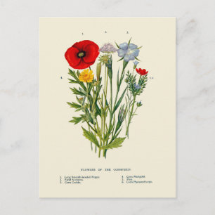 Cartão Postal Flores Silvestres Botânicos Antigos de Milharal