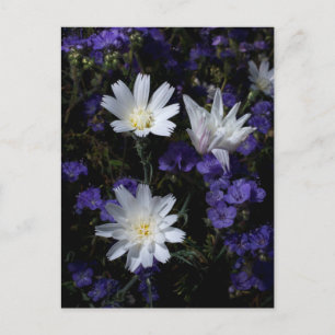 Cartão Postal Flores Silvestres Chicória e Phacelia