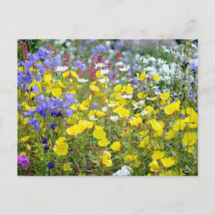 Cartão Postal Flores Silvestres Coloridas de Verão