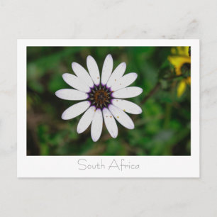 Cartão Postal Flores Silvestres da Costa Oeste da África do Sul