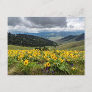 Cartão Postal Flores Silvestres da Primavera nas Colinas