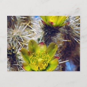 Cartão Postal Flores Silvestres de Cacto Cholla Prateado