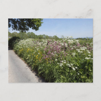 Cartão Postal Flores silvestres de Herefordshire
