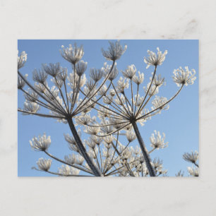 Cartão Postal Flores Silvestres de Inverno