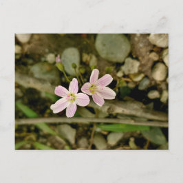 Cartão Postal Flores silvestres de Springbeauty em Michigan Cart
