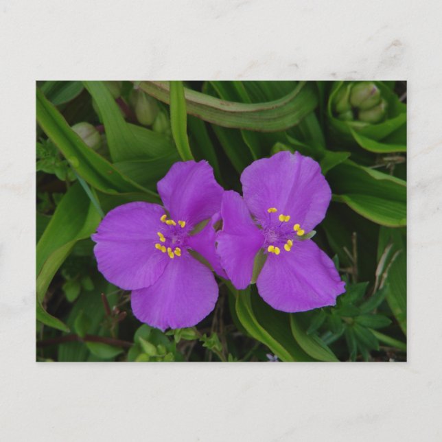 Cartão Postal Flores silvestres Fachsia Spiderwort Primaveras Qu (Frente)
