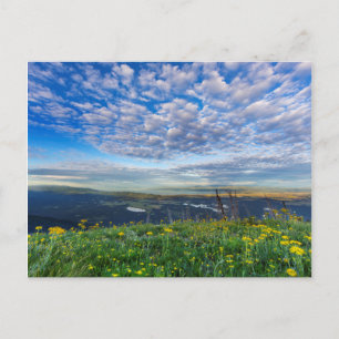 Cartão Postal Flores Silvestres Groundsel na Cordilheira Swan