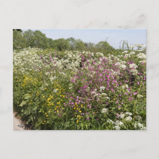 Cartão Postal Flores silvestres numa sebe à beira de uma estrada