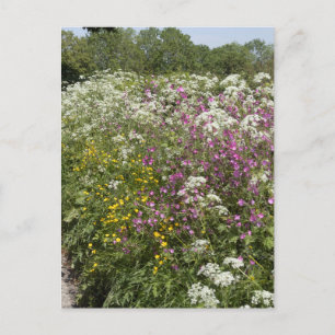 Cartão Postal Flores silvestres numa sebe Herefordshire Inglater