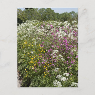 Cartão Postal Flores silvestres numa sebe Herefordshire Inglater
