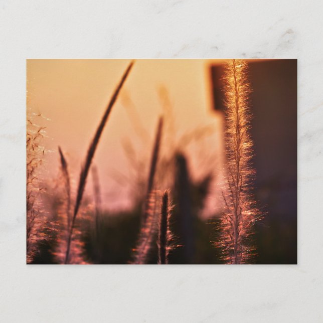 Cartão Postal flores silvestres - postais (Frente)