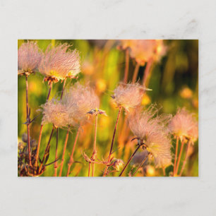 Cartão Postal Flores Silvestres Prairie Smoke em Aspen Grove