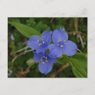 Cartão Postal Flores Silvestres Tradescantia Hot Springs AR Pres