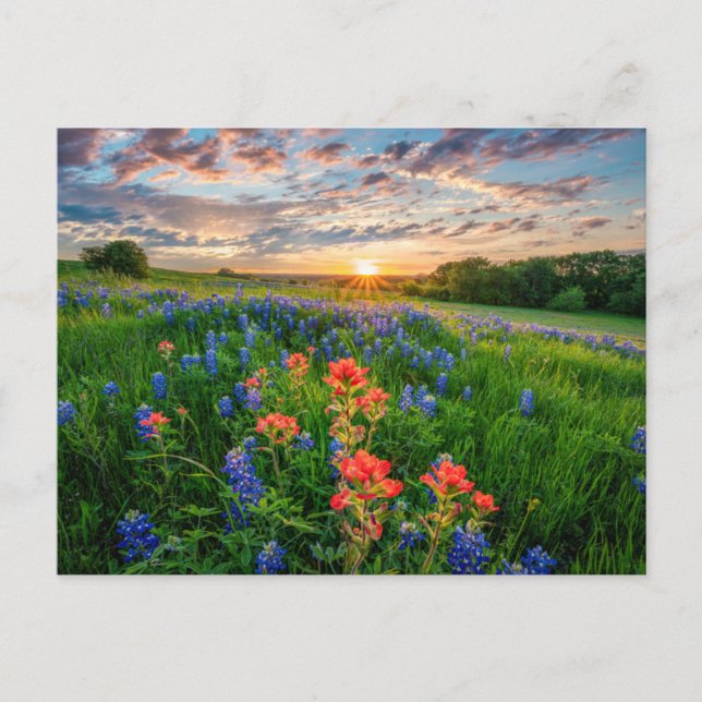 Cartão Postal Flores | Texas Bluebonnets & Indian Paintbrush (Frente)