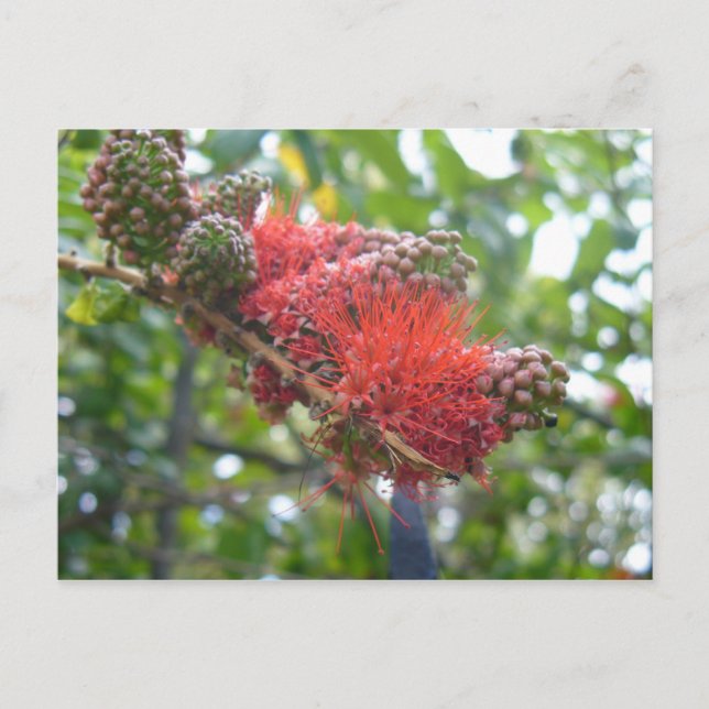 Cartão Postal Flores Tortola (Frente)