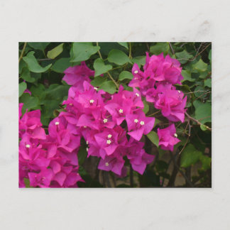 Cartão Postal Flores Tortola