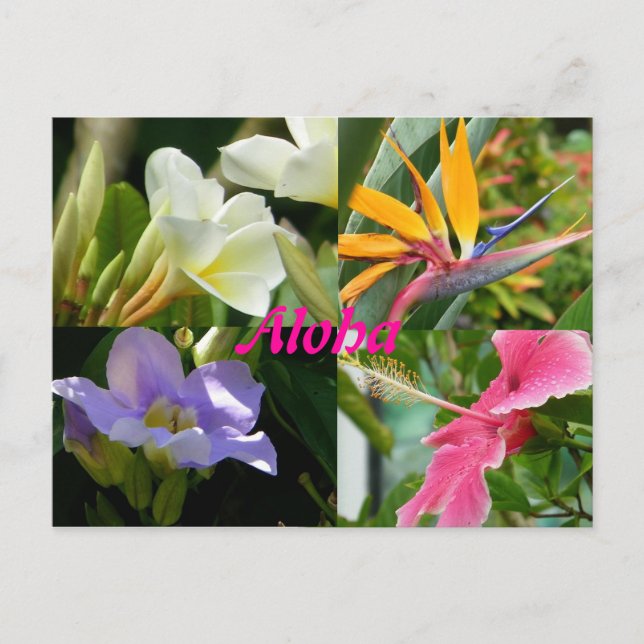Cartão Postal Flores Tropicais de Kauai Hawaii (Frente)