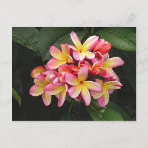 Cartão Postal Flores Tropicais de Plumeria Rosa e Amarelo