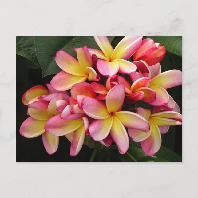 Cartão Postal Flores Tropicais de Plumeria Rosa e Amarelo (Frente)