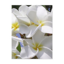 Flores Tropicais Plumeria