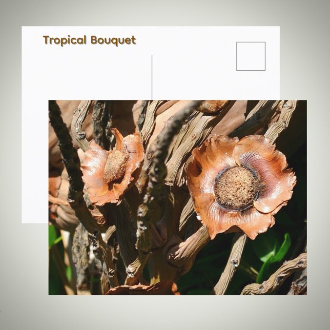 Cartão Postal Flores Tropicais Secas de Coco Floral (Criador carregado)