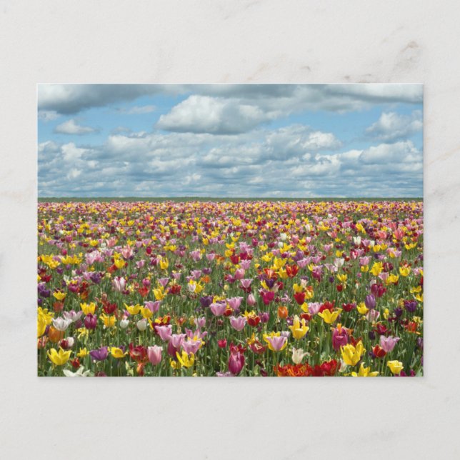Cartão Postal Flores | Tulipas Willamette Valley Oregon (Frente)