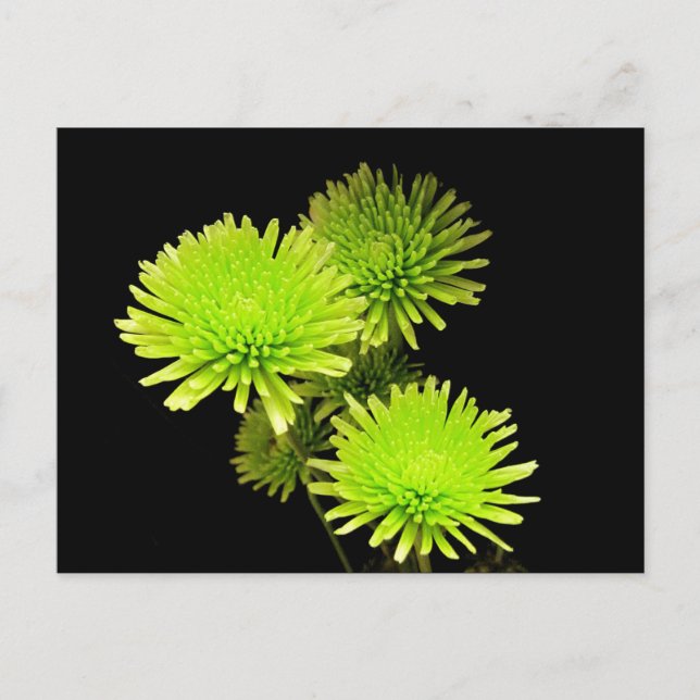 Cartão Postal Flores Verdes (Frente)