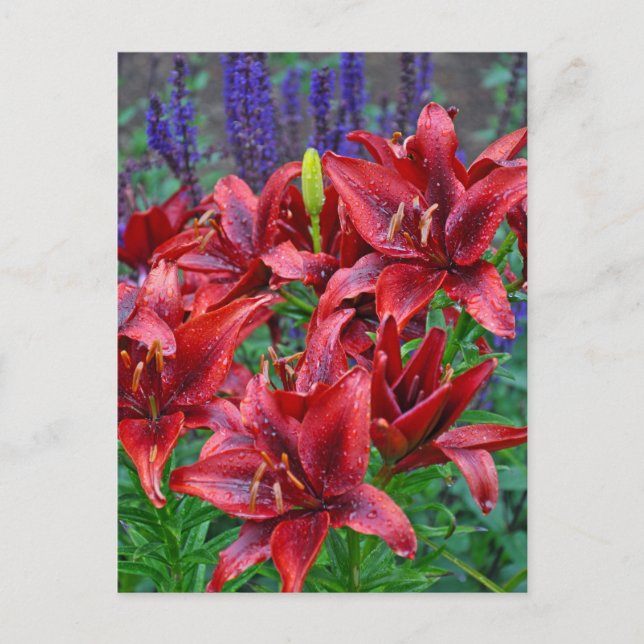 Cartão Postal Flores vermelhas (Frente)
