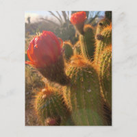 Flores Vermelhas de Cactus Sunset