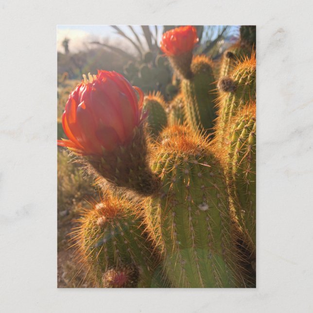 Cartão Postal Flores Vermelhas de Cactus Sunset (Frente)