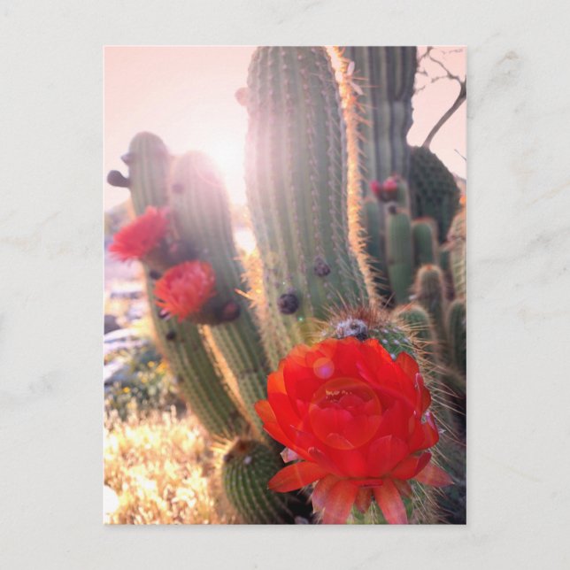 Cartão Postal Flores Vermelhas de Cactus Sunset (Frente)