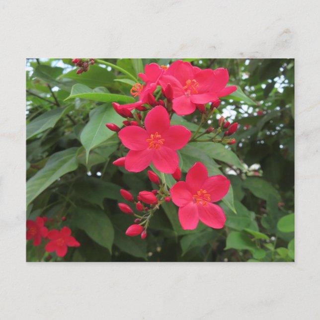 Cartão Postal Flores Vermelhas de Jatropha (Frente)
