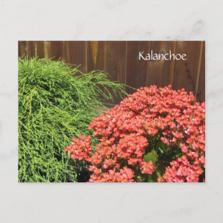 Cartão Postal Flores Vermelhas de Kalanchoe