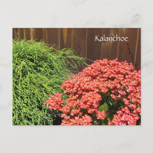 Cartão Postal Flores Vermelhas de Kalanchoe (Frente)
