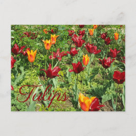 Cartão Postal Flores Vermelhas e Laranjas Tulipas Fotografia Flo