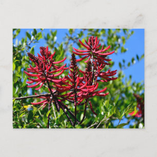 Cartão Postal Flores Vermelhas Vibrantes De Erittrina