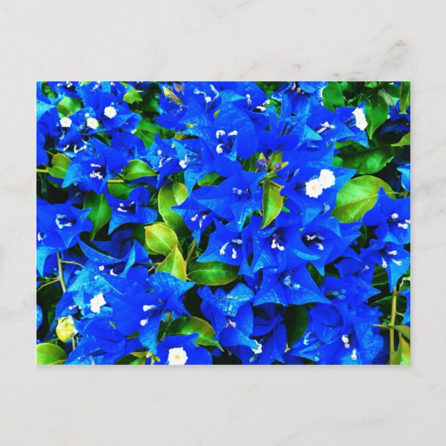 Cartão Postal Flores Vibrantes de Bougainvillea Azul (Frente)