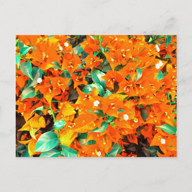 Cartão Postal Flores Vibrantes de Laranja Bougainvillea (Frente)