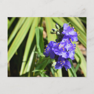 Cartão Postal Flores Vibrantes de Spiderwort