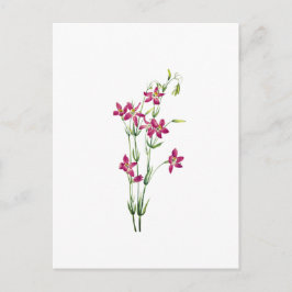 Cartão Postal Flores Vintage - Centaurium por Mary Vaux Walcott