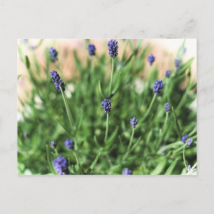 Cartão Postal Flores Violetas - Cartão-postal