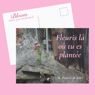 Cartão Postal Floresça onde você está plantada Rosa Floral
