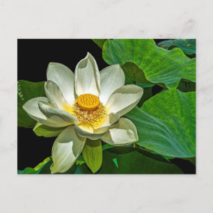 Cartão Postal Florescência de Lotus
