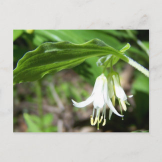 Cartão Postal Floresta