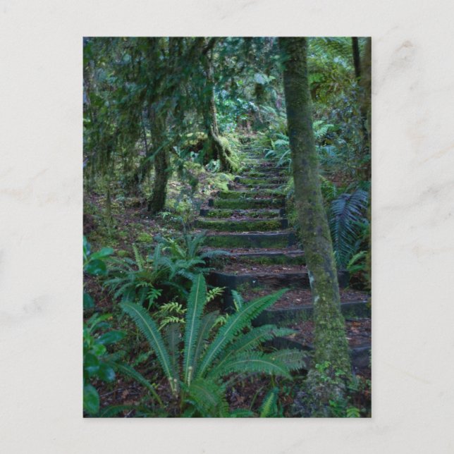 Cartão Postal Floresta (Frente)