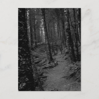 Cartão Postal Floresta