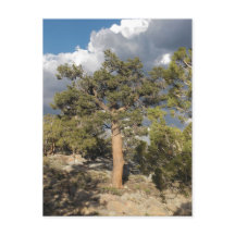 Floresta Antiga de Pinheiros Bristlecone