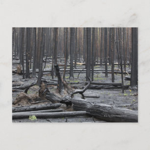 Cartão Postal Floresta após incêndio no Parque Nacional de Yello