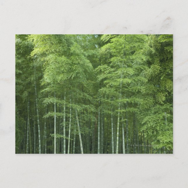 Cartão Postal Floresta Bamboo (Frente)