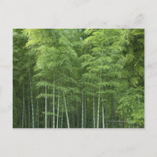 Cartão Postal Floresta Bamboo